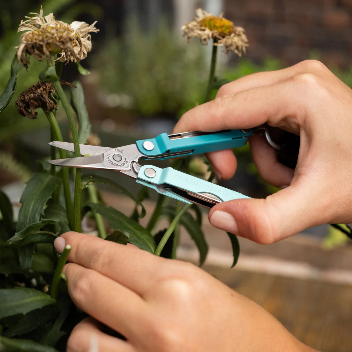 Leatherman Micra utilizada para cortar una planta con sus pequeñas tijeras de precisión.